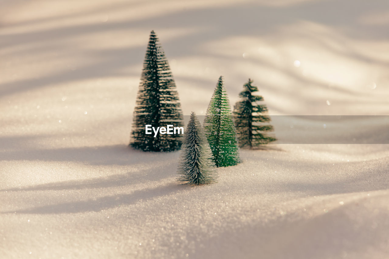 CLOSE-UP OF SNOW ON TREE