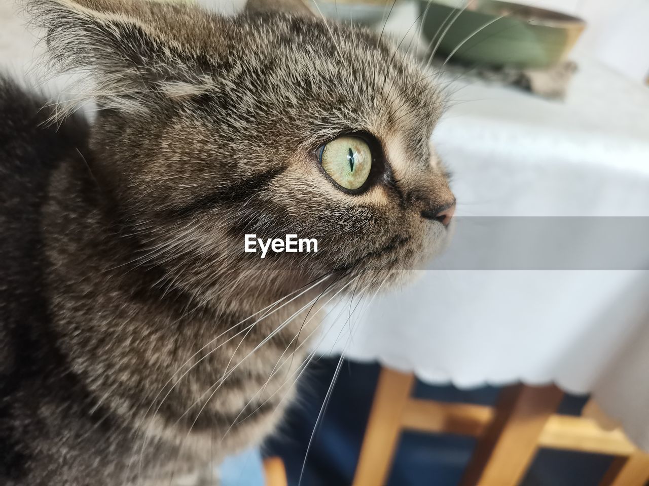 pet, animal, domestic animals, animal themes, cat, mammal, domestic cat, one animal, feline, whiskers, animal body part, close-up, felidae, indoors, small to medium-sized cats, animal head, looking, no people, focus on foreground, tabby cat, animal hair, carnivore, eye, portrait, animal eye