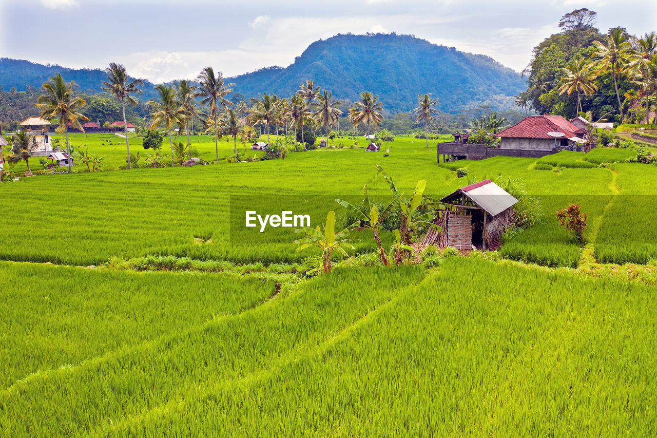 SCENIC VIEW OF AGRICULTURAL FIELD BY HOUSES AND MOUNTAIN