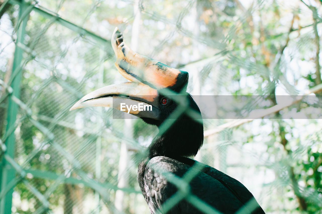 CLOSE-UP OF BIRD PERCHING ON BRANCH