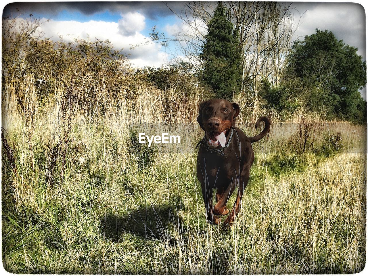 PORTRAIT OF DOG ON GRASSY FIELD