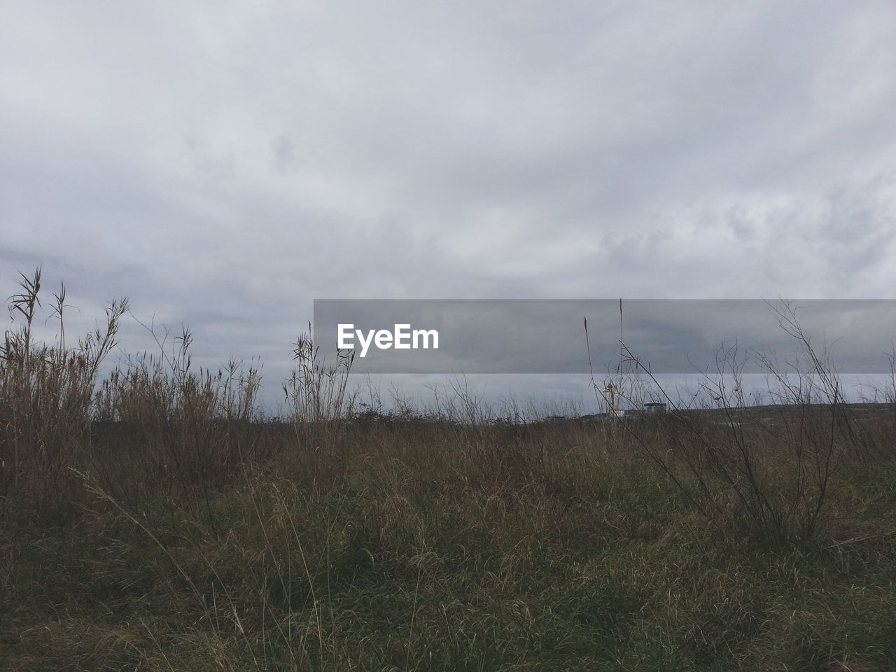 FIELD AGAINST SKY