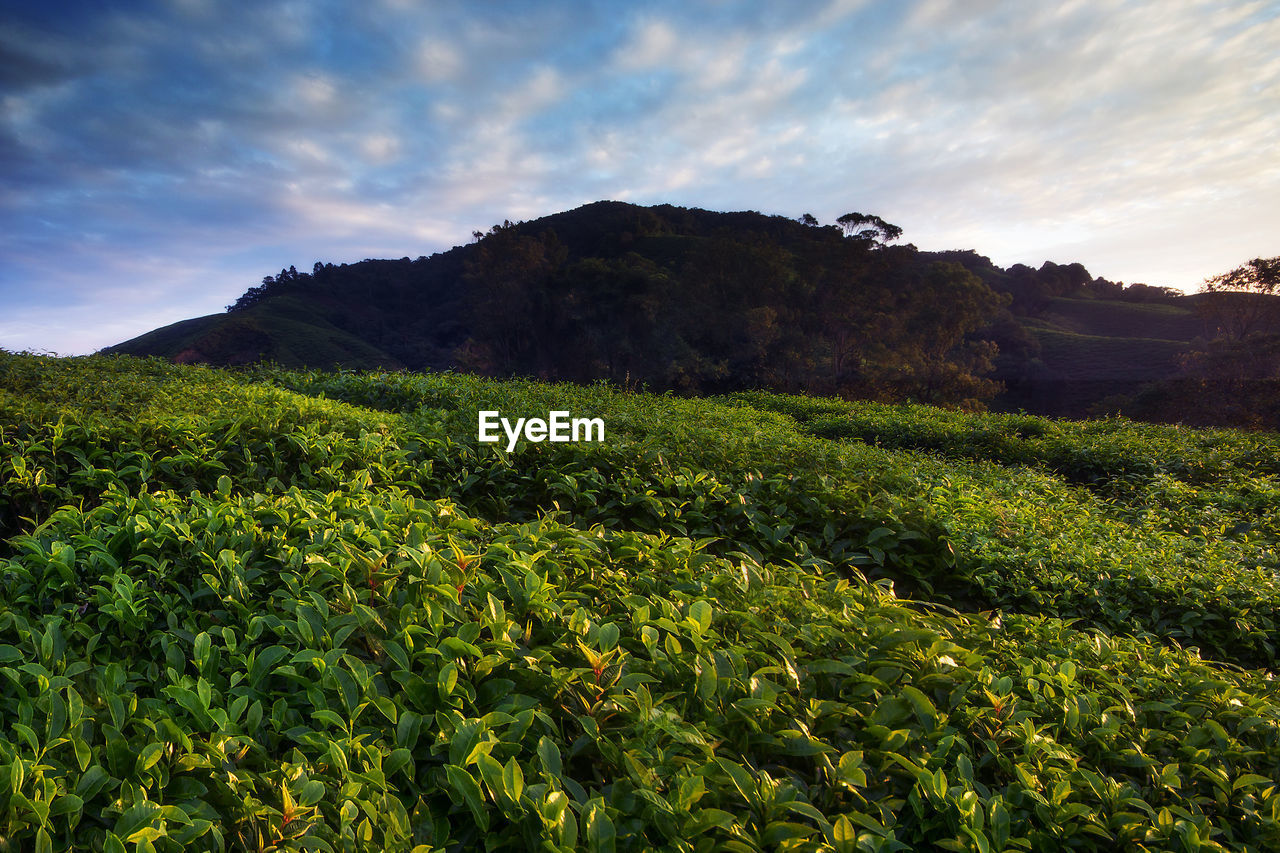 SCENIC VIEW OF FARM AGAINST SKY