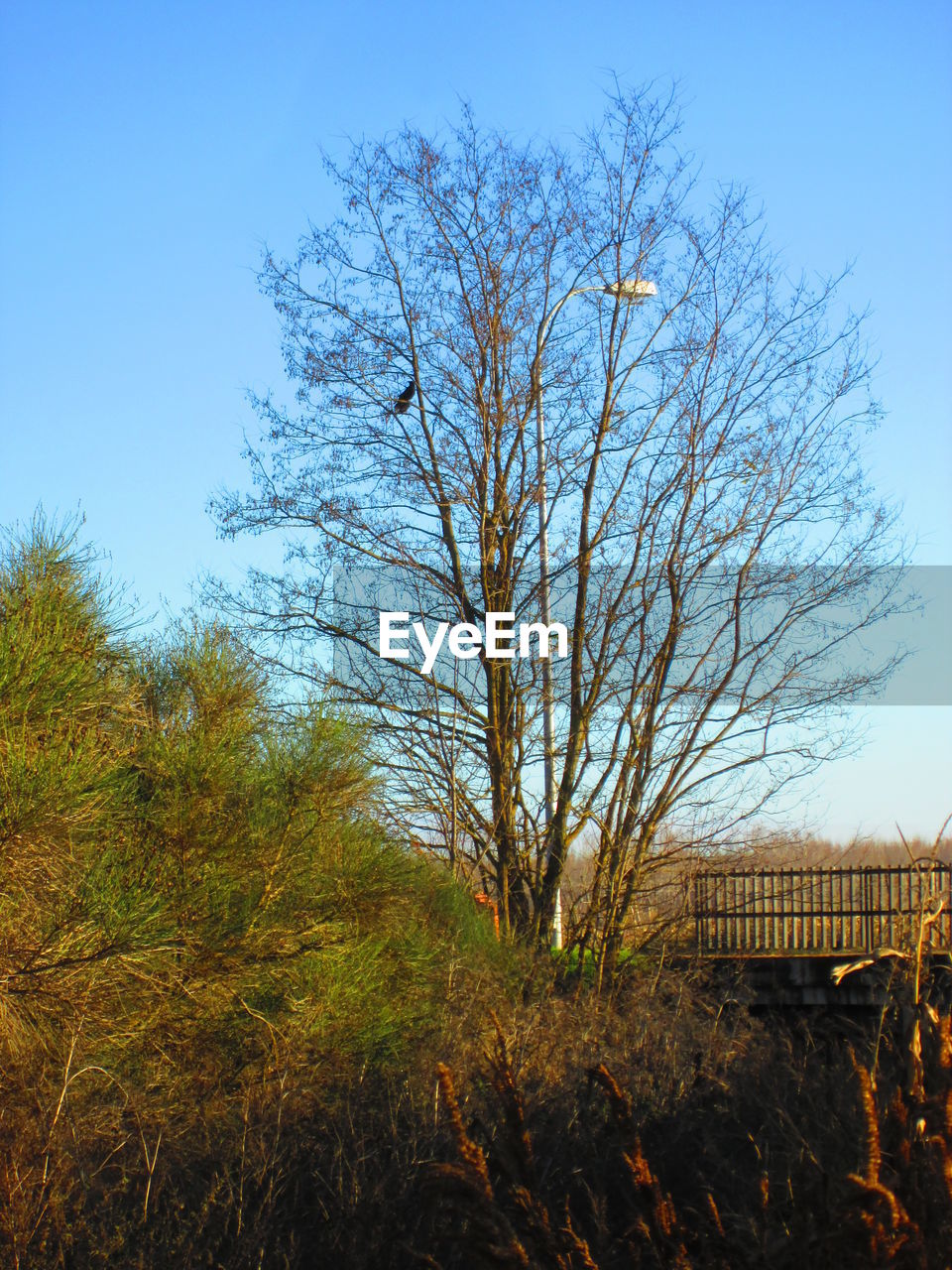 TREE AGAINST CLEAR SKY