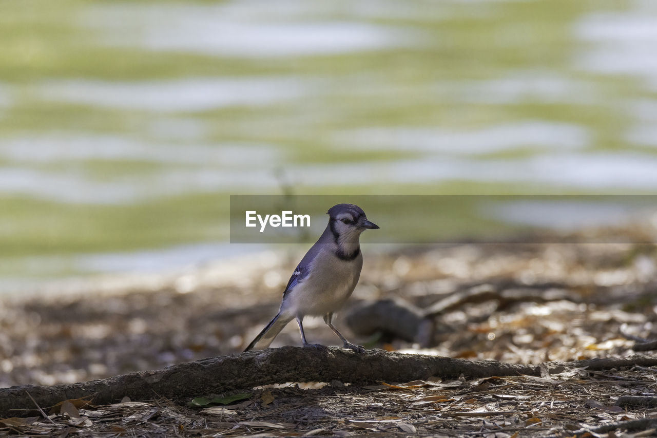 BIRD PERCHING ON ROCK AT BEACH