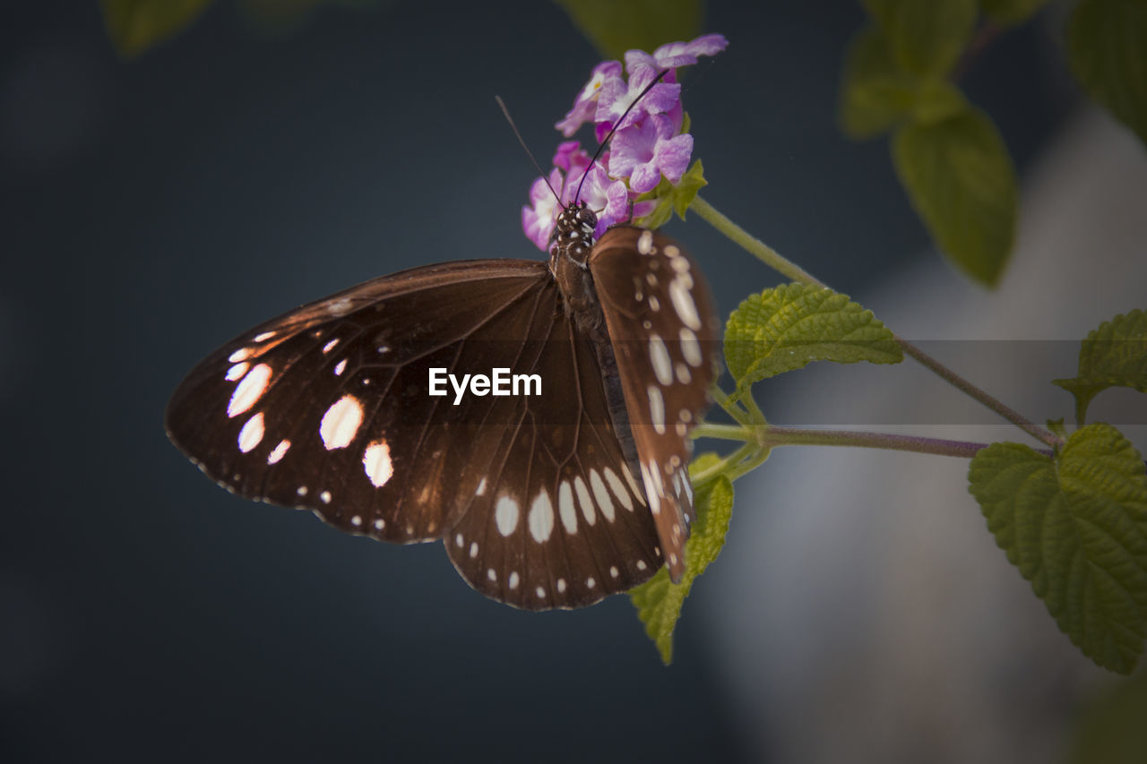 CLOSE-UP OF BUTTERFLY POLLINATING ON PURPLE FLOWER