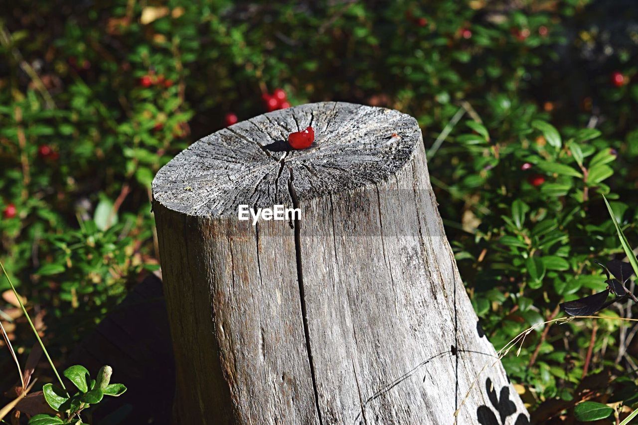 CLOSE-UP OF TREE STUMP