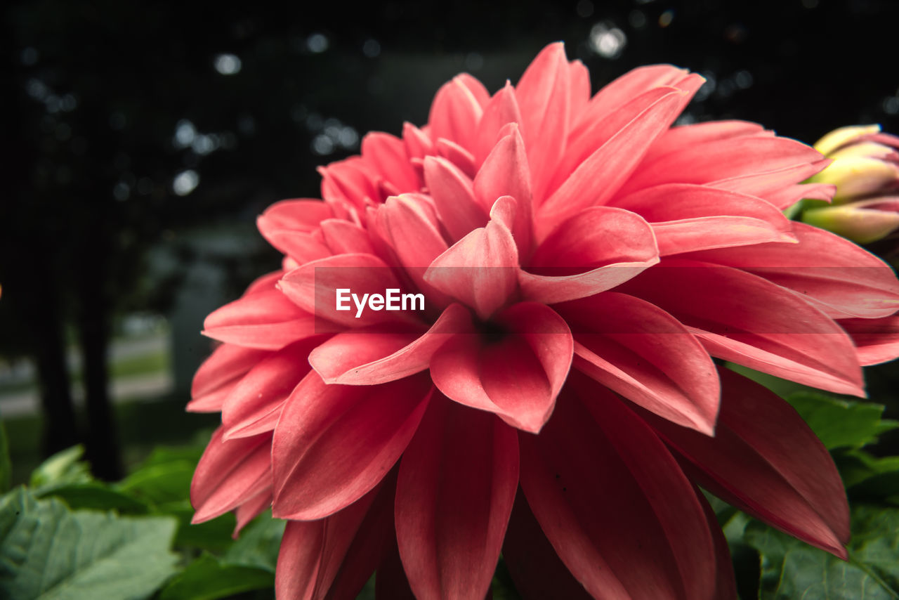 CLOSE-UP OF RED DAHLIA FLOWER