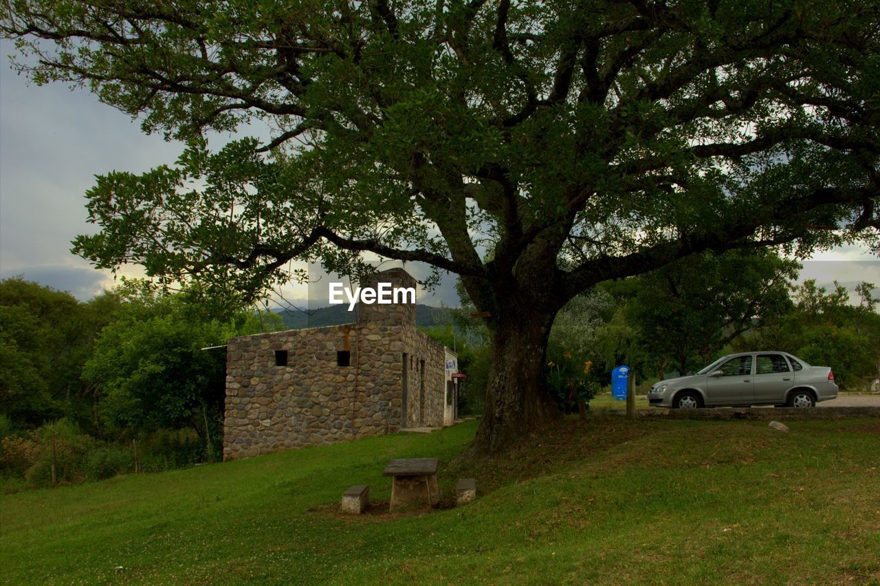 TREE IN FRONT OF GRASS