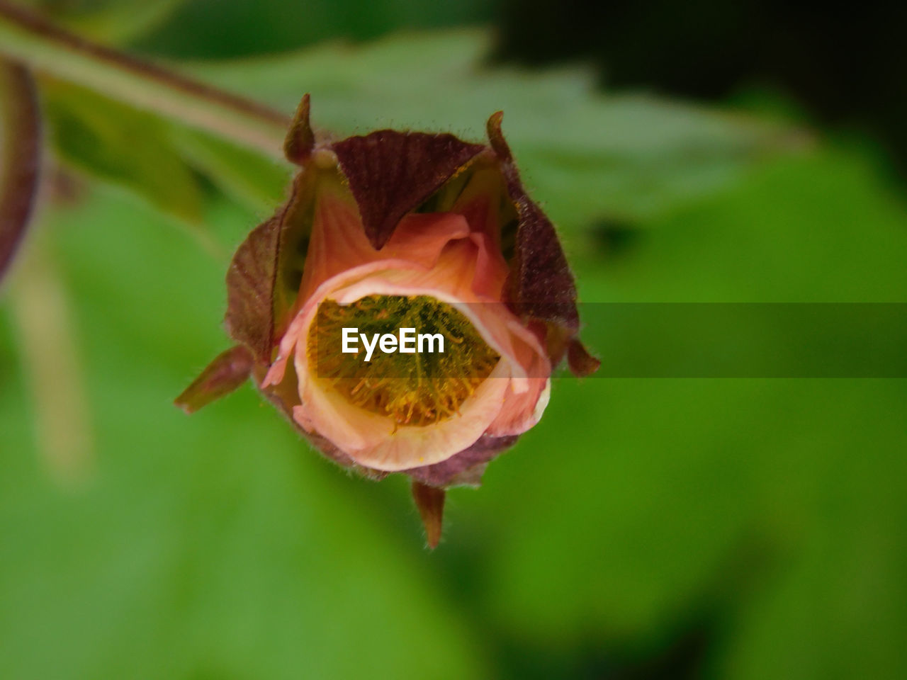 CLOSE-UP OF WILTED FLOWER AGAINST LEAF