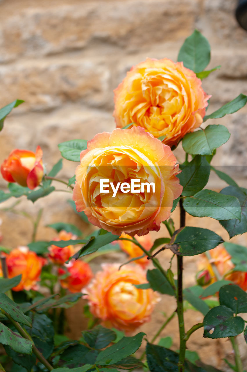 CLOSE-UP OF ORANGE ROSE ON YELLOW ROSES