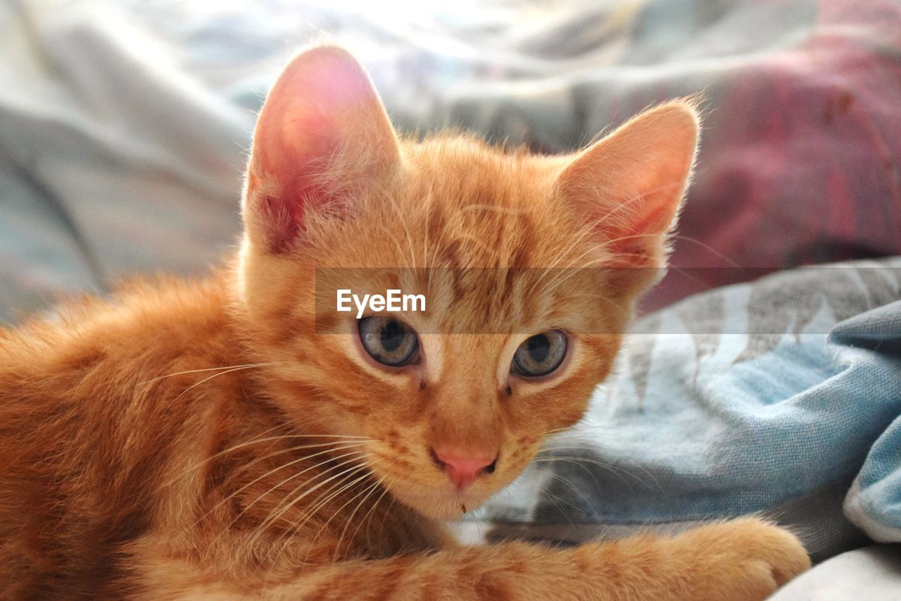 Close-up portrait of a cat