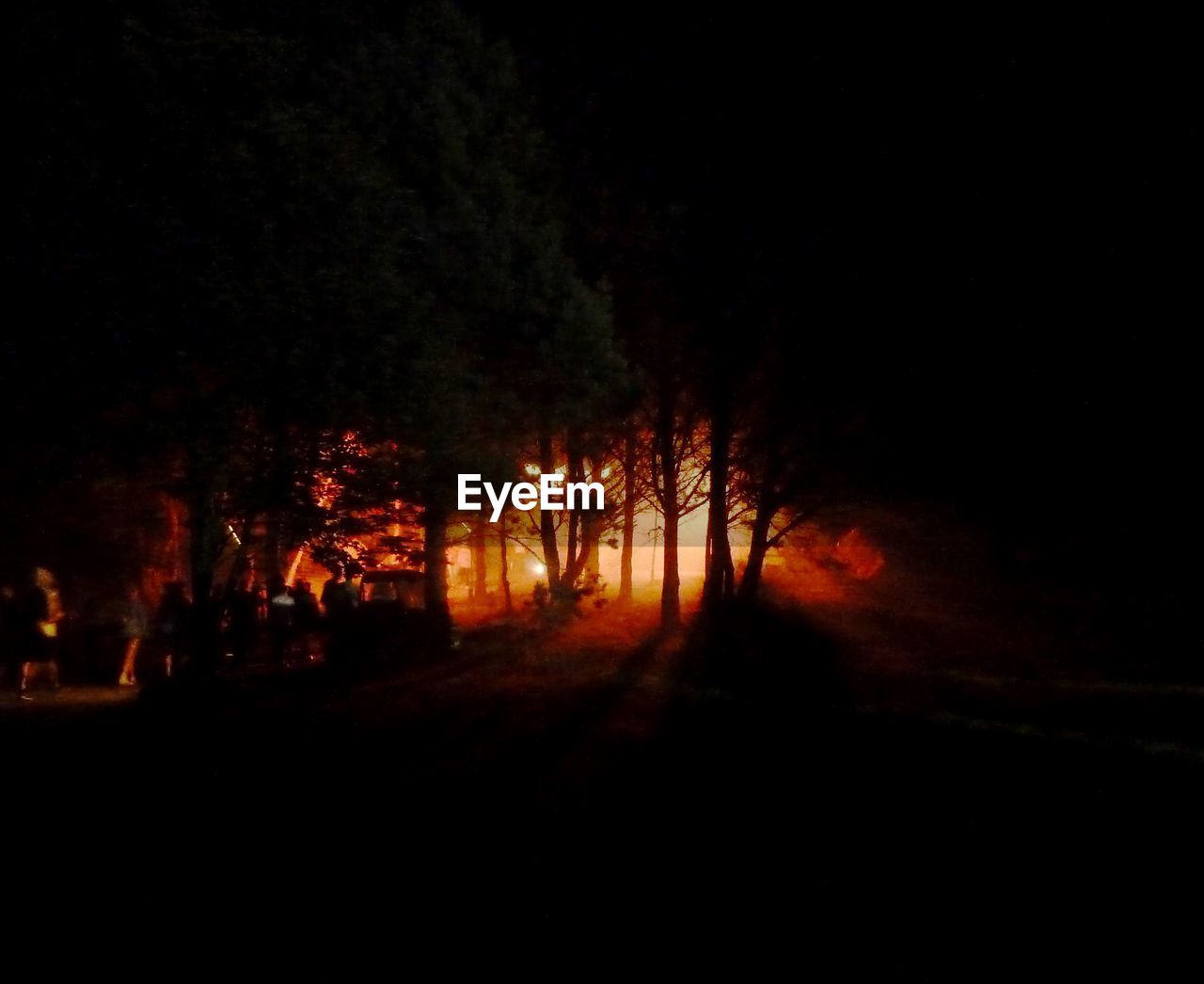 ILLUMINATED TREES IN FOREST