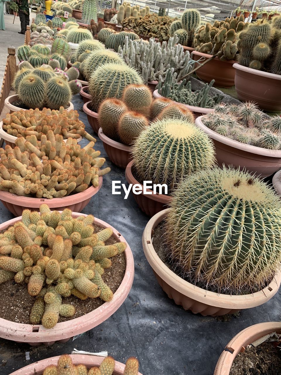 High angle view of succulent plants in market