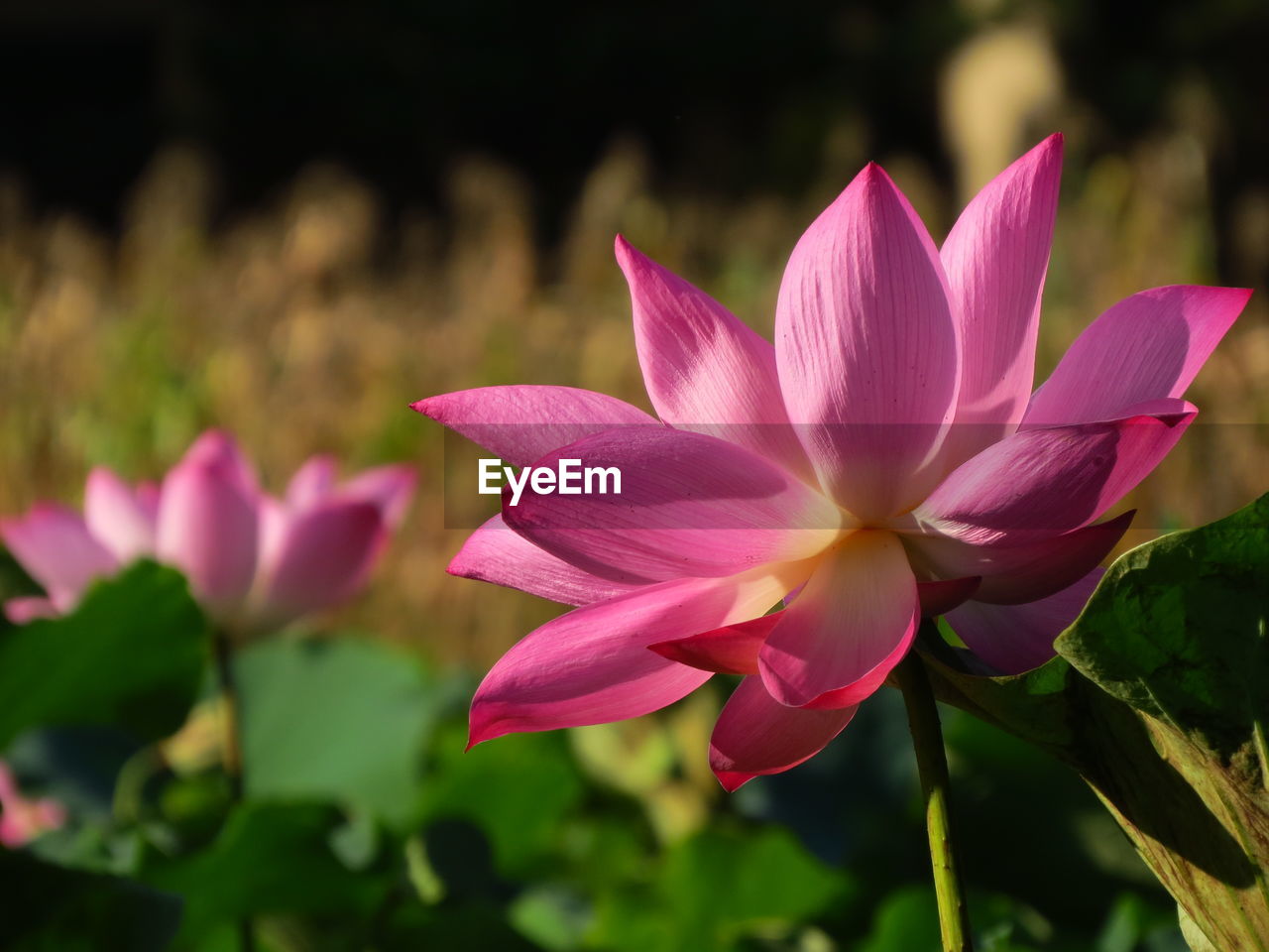 Close-up of pink water lily