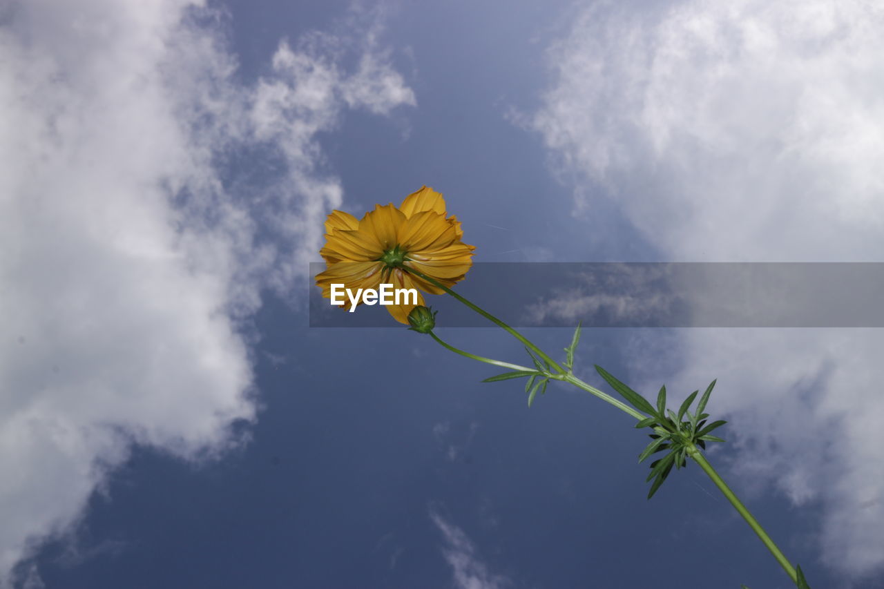 sky, cloud, plant, nature, flower, beauty in nature, sunlight, blue, flowering plant, low angle view, wind, growth, freshness, no people, outdoors, yellow, leaf, fragility, day, environment, flower head, plant part, macro photography, inflorescence, field