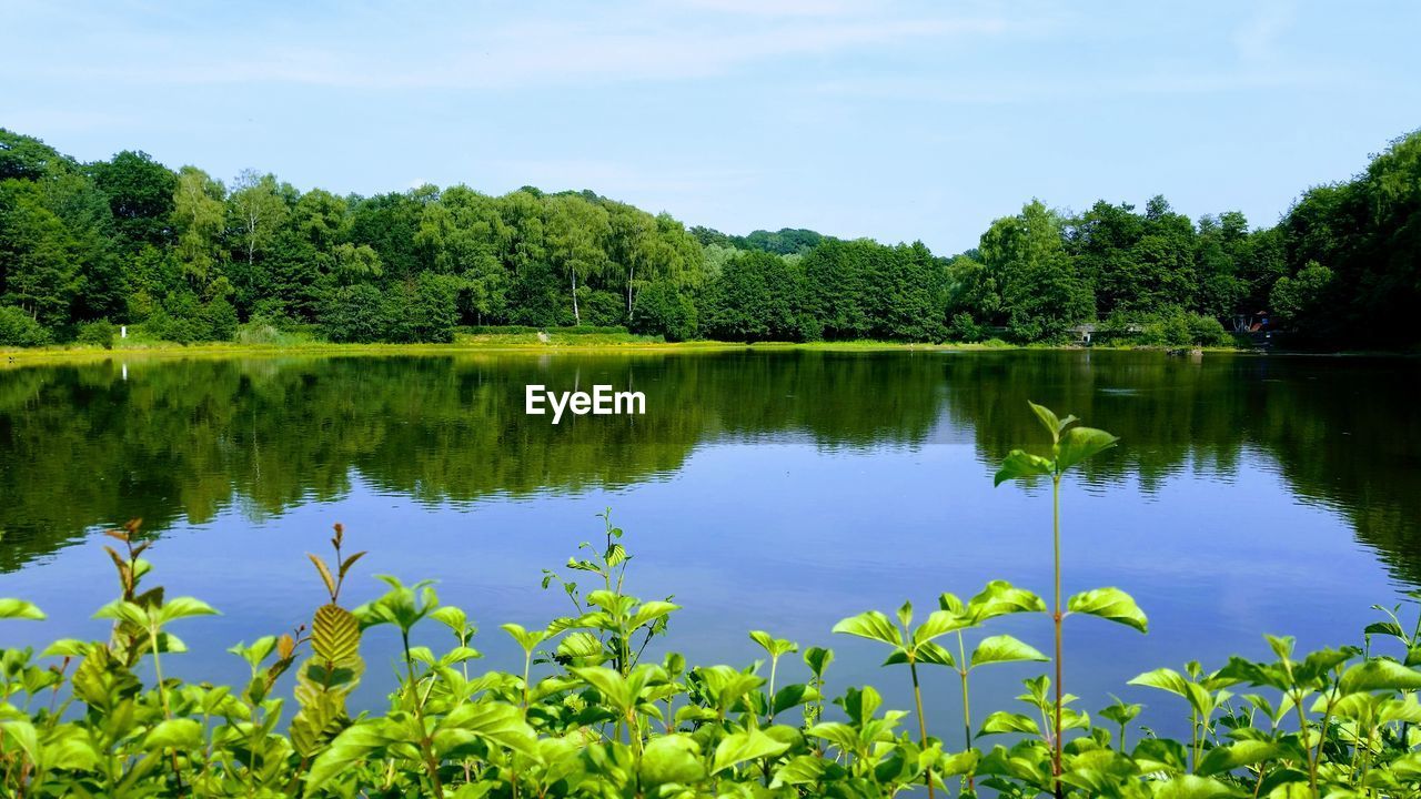 Scenic view of lake by trees against sky