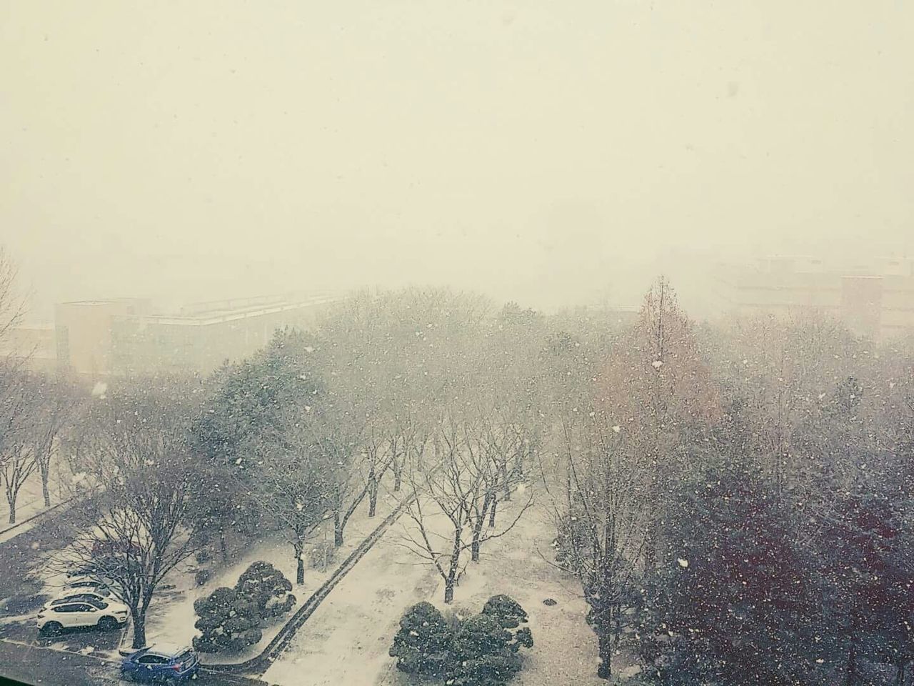 VIEW OF TREES IN FOGGY WEATHER