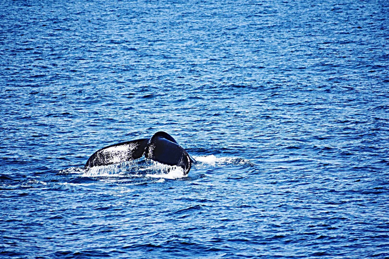 DUCK SWIMMING IN SEA