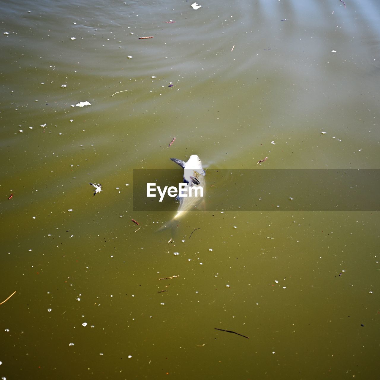 HIGH ANGLE VIEW OF DUCKS SWIMMING IN LAKE