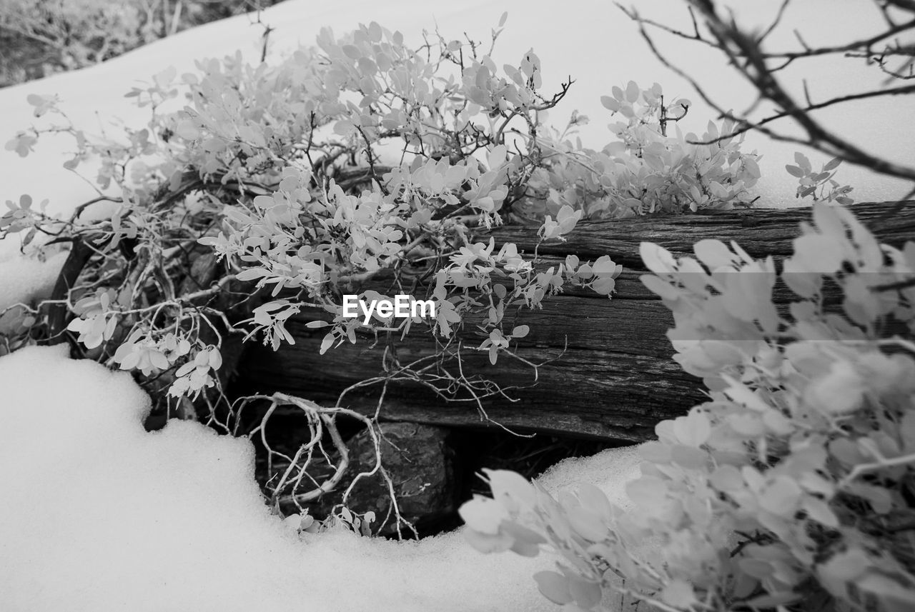 CLOSE-UP OF SNOW ON PLANTS ON FIELD