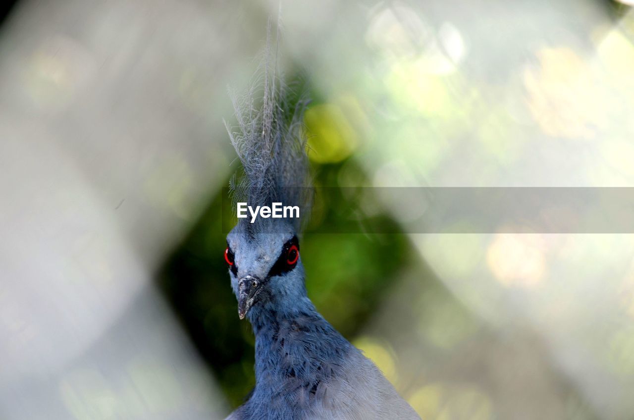 Close-up of crested bird