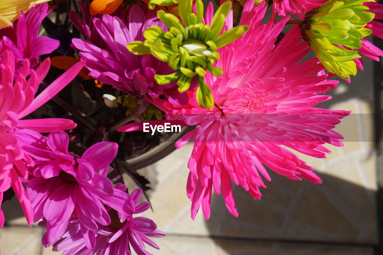 CLOSE-UP OF PINK FLOWERS AGAINST BLURRED BACKGROUND