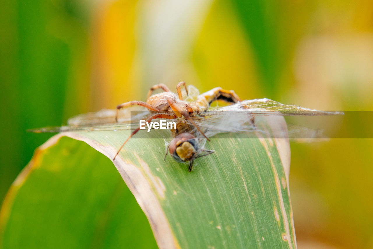 Close-up of dragonfly hunting spider on leaf