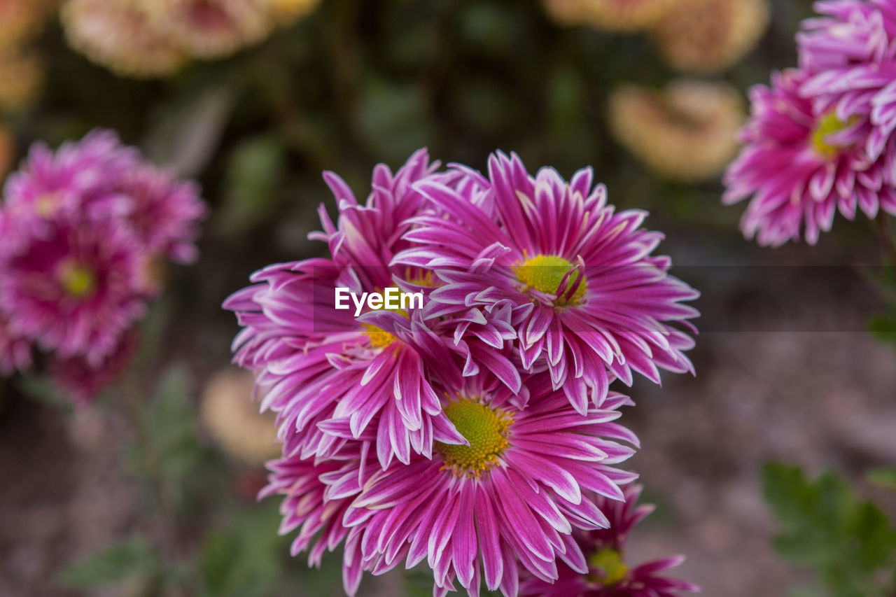 Close-up of pink flowers blooming outdoors