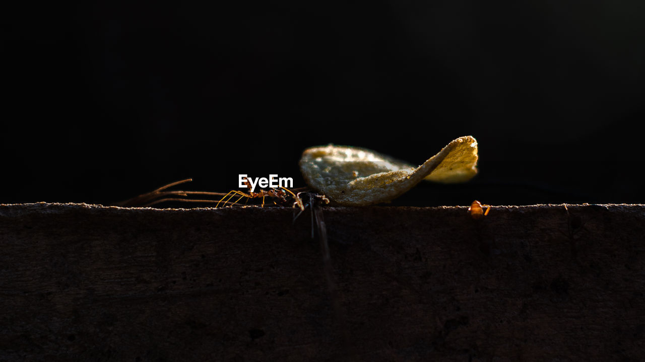 CLOSE-UP OF BUTTERFLY