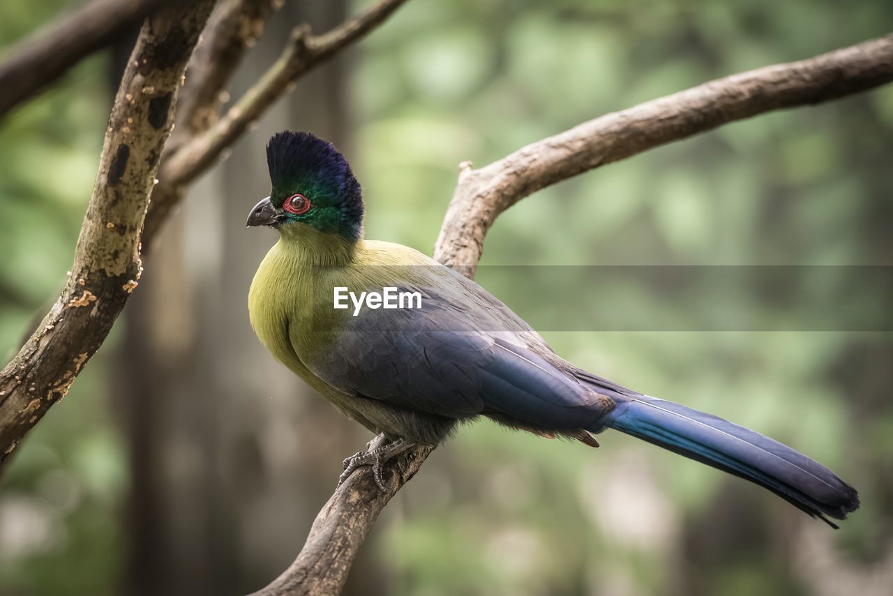 Close-up of parrot perching on branch