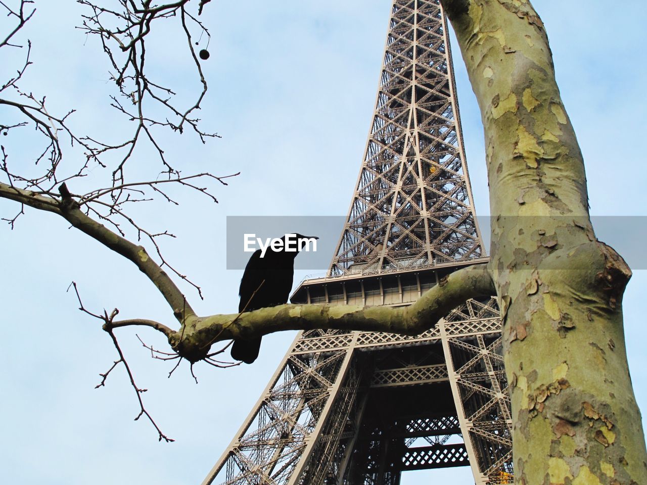 Low angle view of bird perching on tree against eiffel tower
