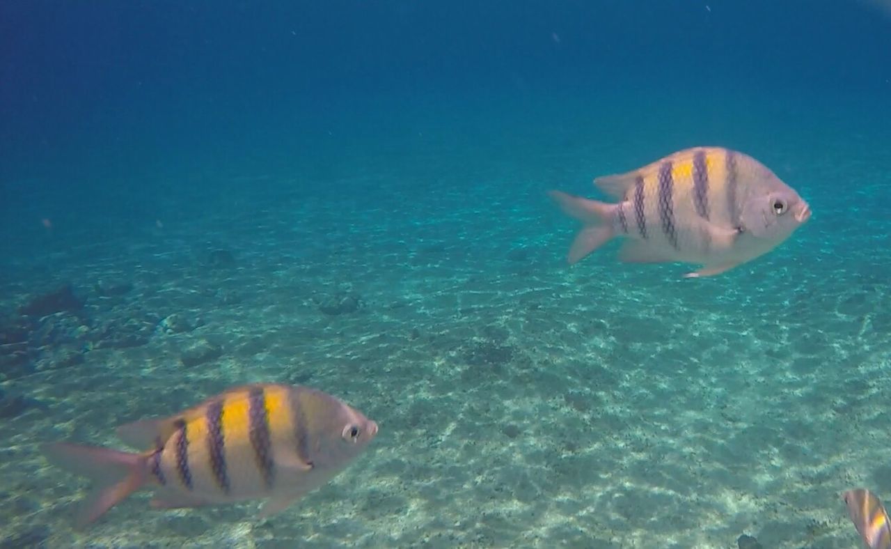 LOW SECTION OF PERSON IN SEA