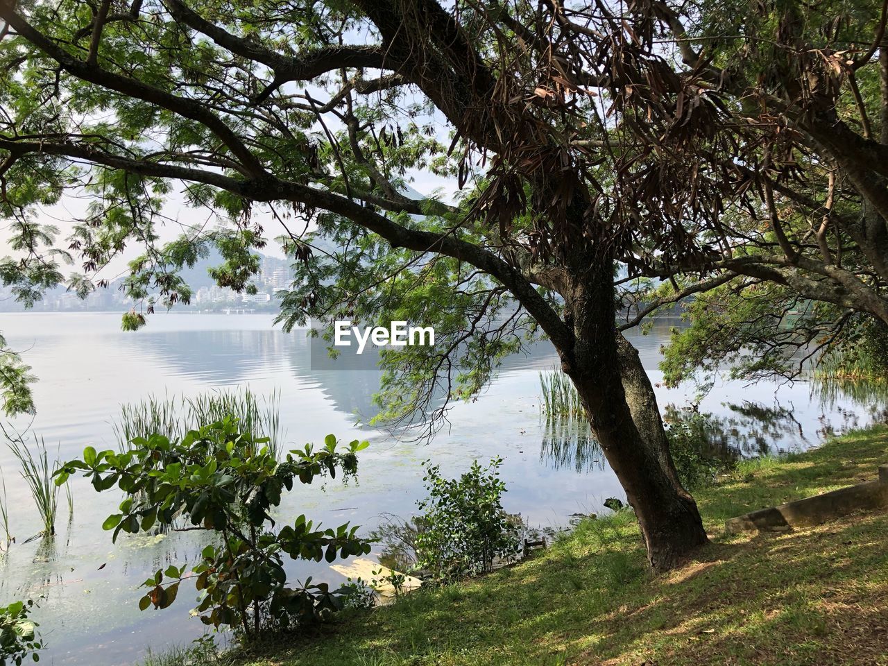 TREE BY LAKE