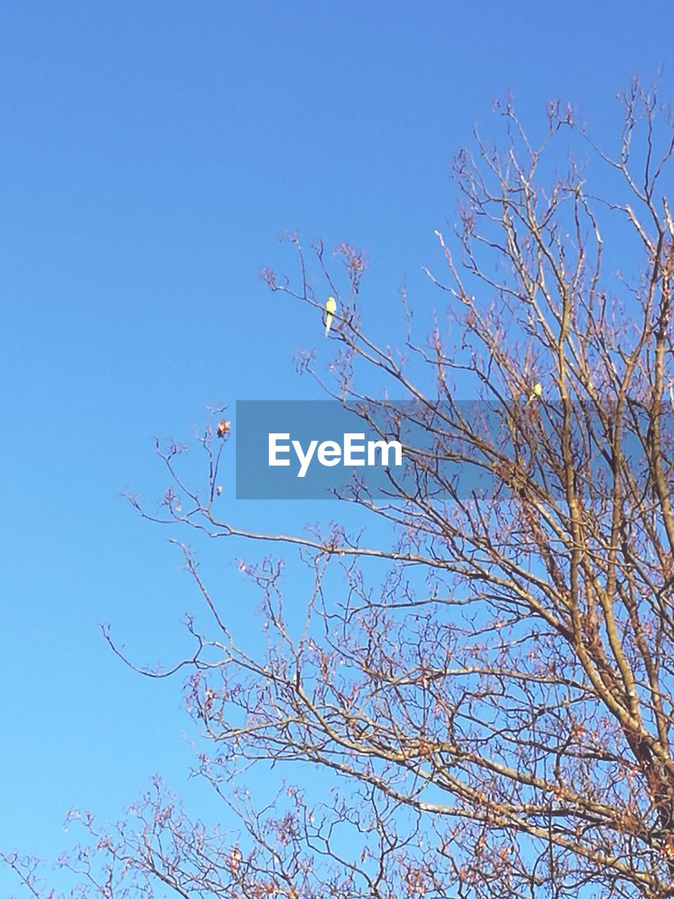 LOW ANGLE VIEW OF BIRDS AGAINST BLUE SKY