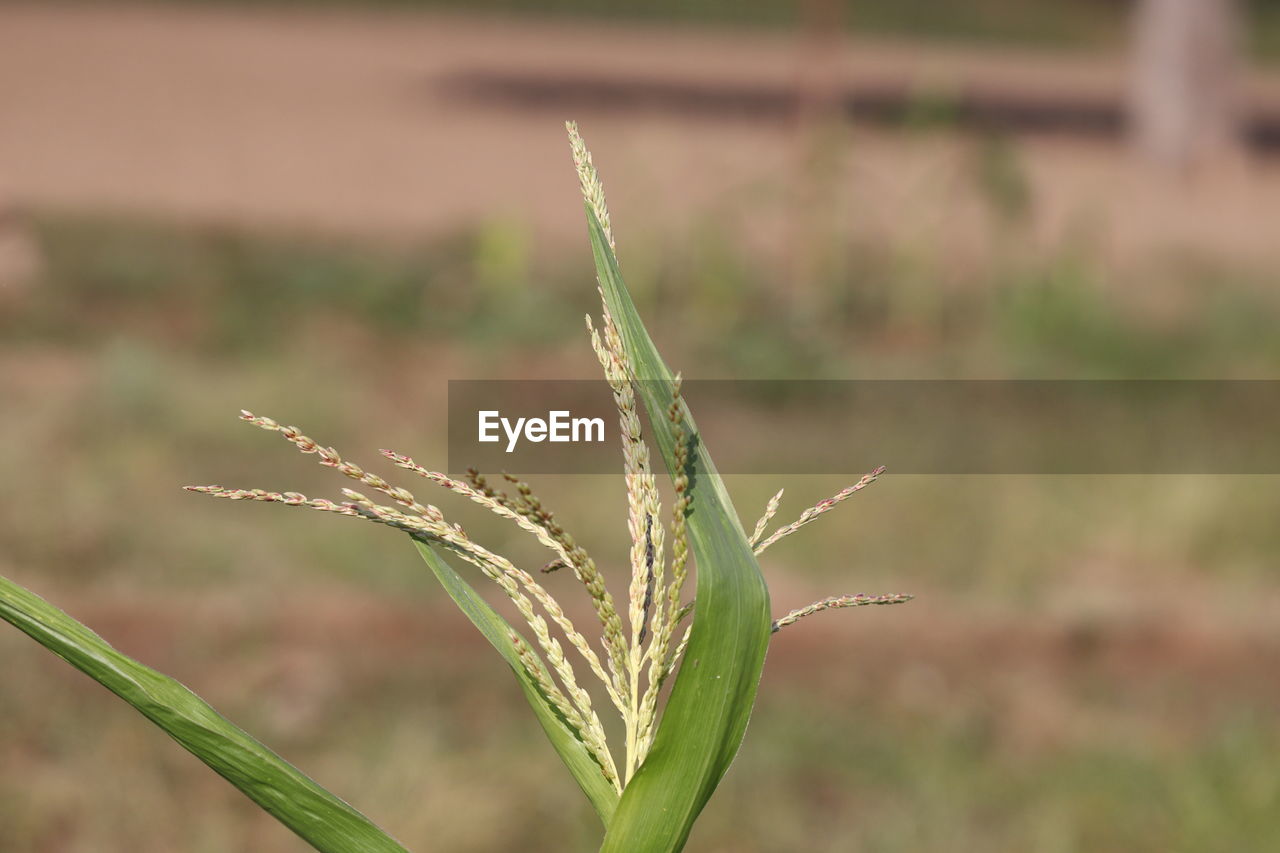 Close-up photo of green grass head flowers or ears of corn crop