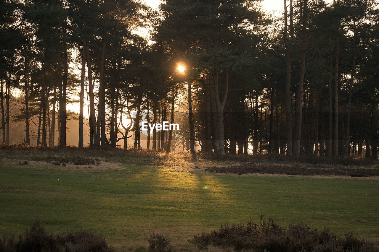 SCENIC VIEW OF FOREST