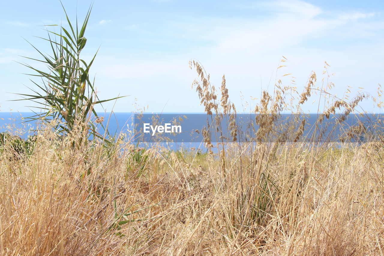 grass, prairie, plant, grassland, sky, nature, land, natural environment, landscape, field, growth, tranquility, no people, beauty in nature, scenics - nature, meadow, environment, day, steppe, tranquil scene, cloud, blue, rural area, water, wetland, outdoors, tree, sea, non-urban scene, beach, flower, marram grass, sunlight, marsh, crop, rural scene