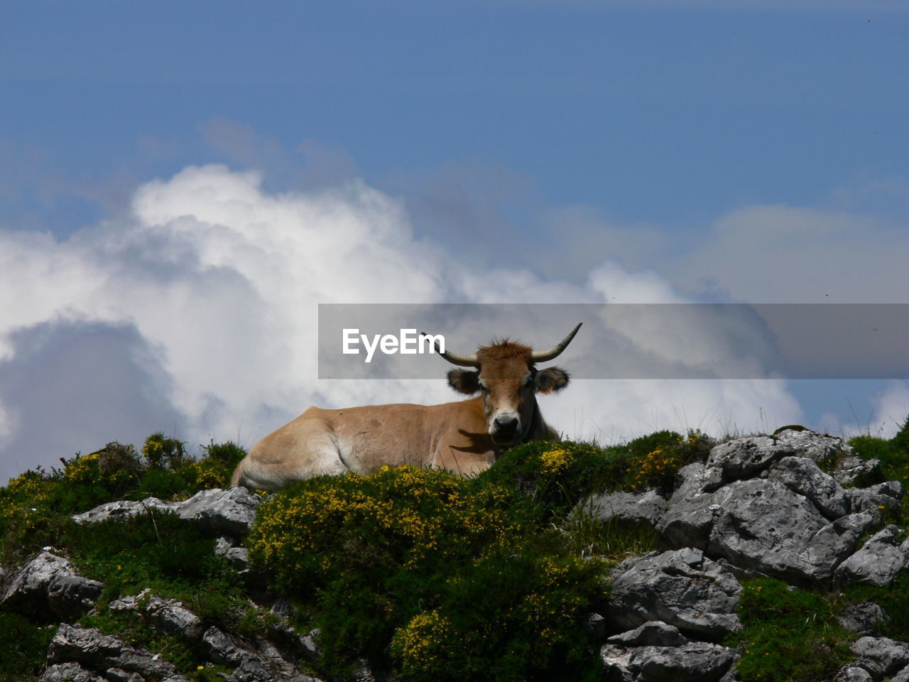 Low angle view of cow sitting against sky