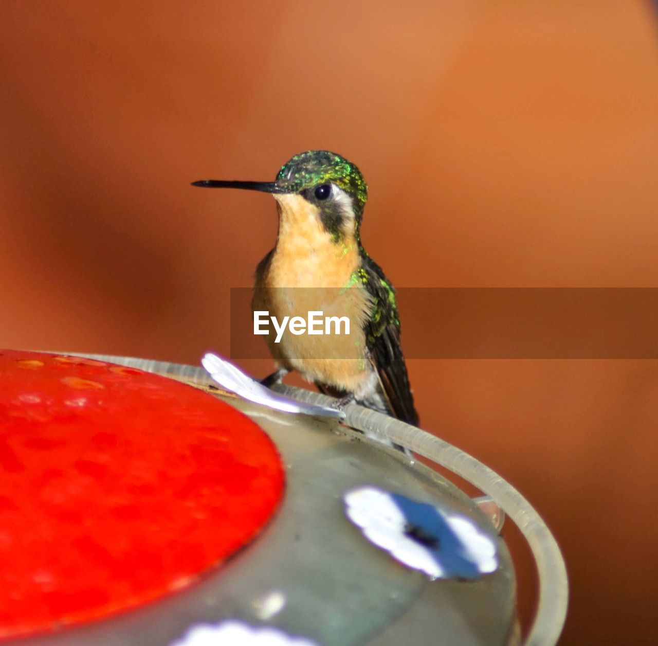 CLOSE-UP OF A BIRD PERCHING ON FEEDER