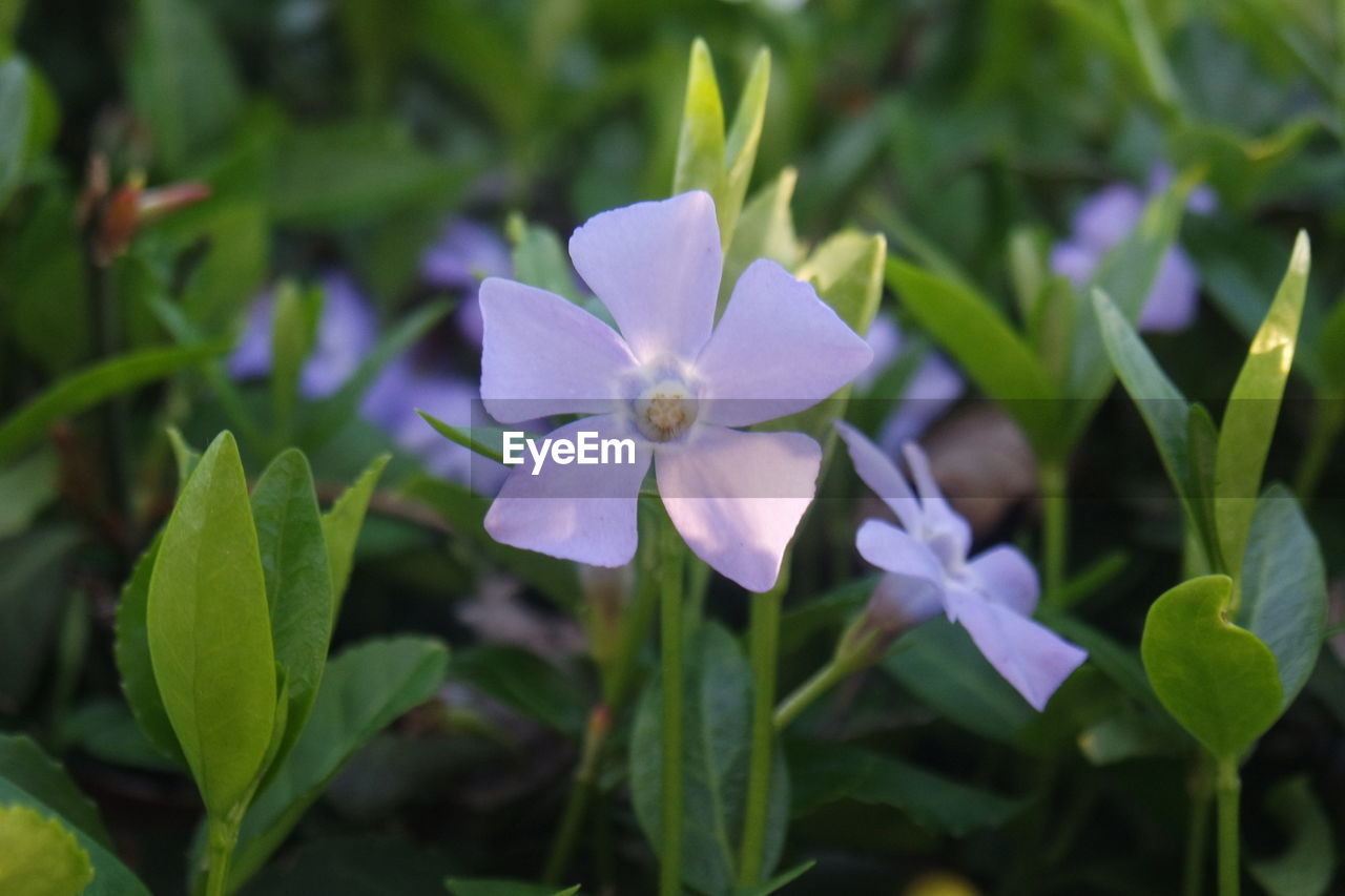 CLOSE-UP OF FLOWERS