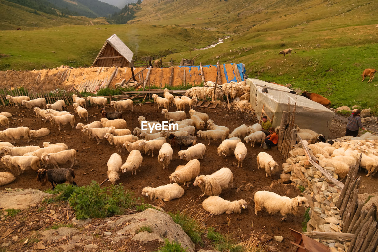 VIEW OF SHEEP ON FARM
