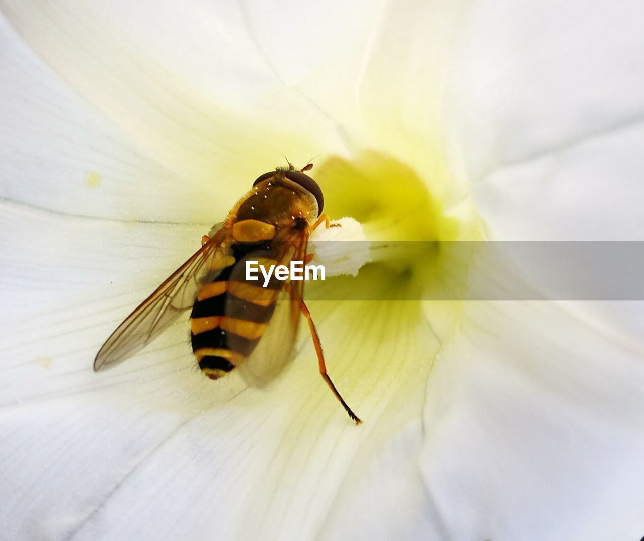 Close-up of bee on flower