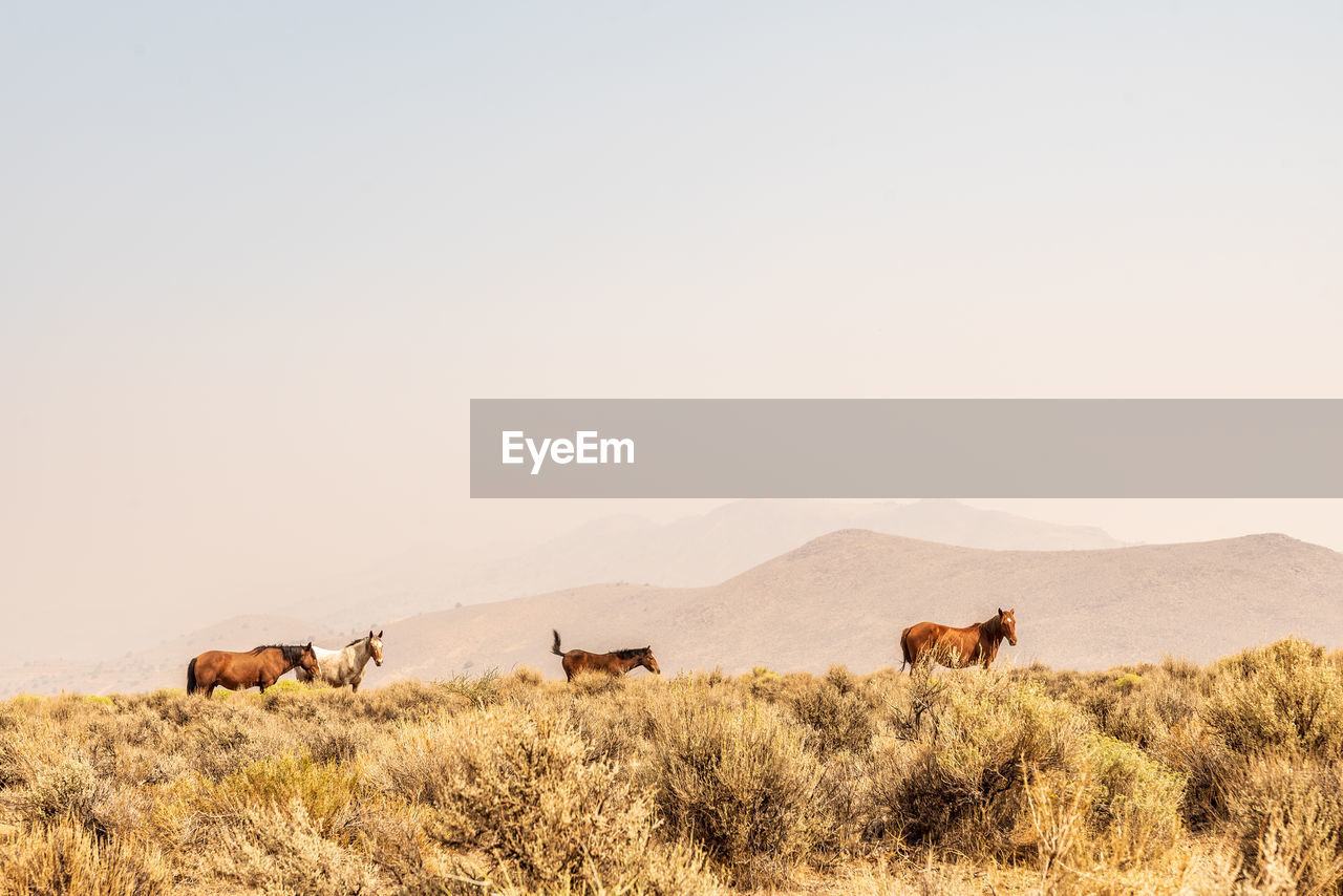 Wild horses grazing in nevada desert , the hills obscured by smoke from california forest fires