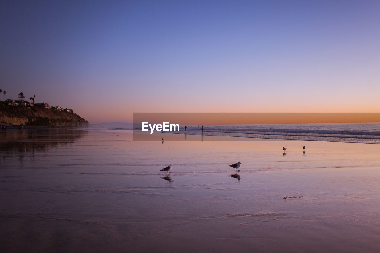 Birds walking in a water reflection of the sky on the beach during sunset