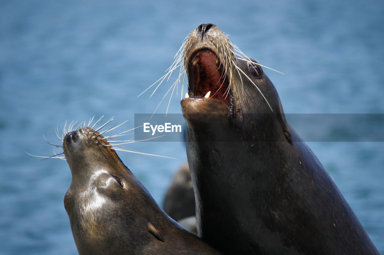 CLOSE-UP OF SEA LION AGAINST THE SKY