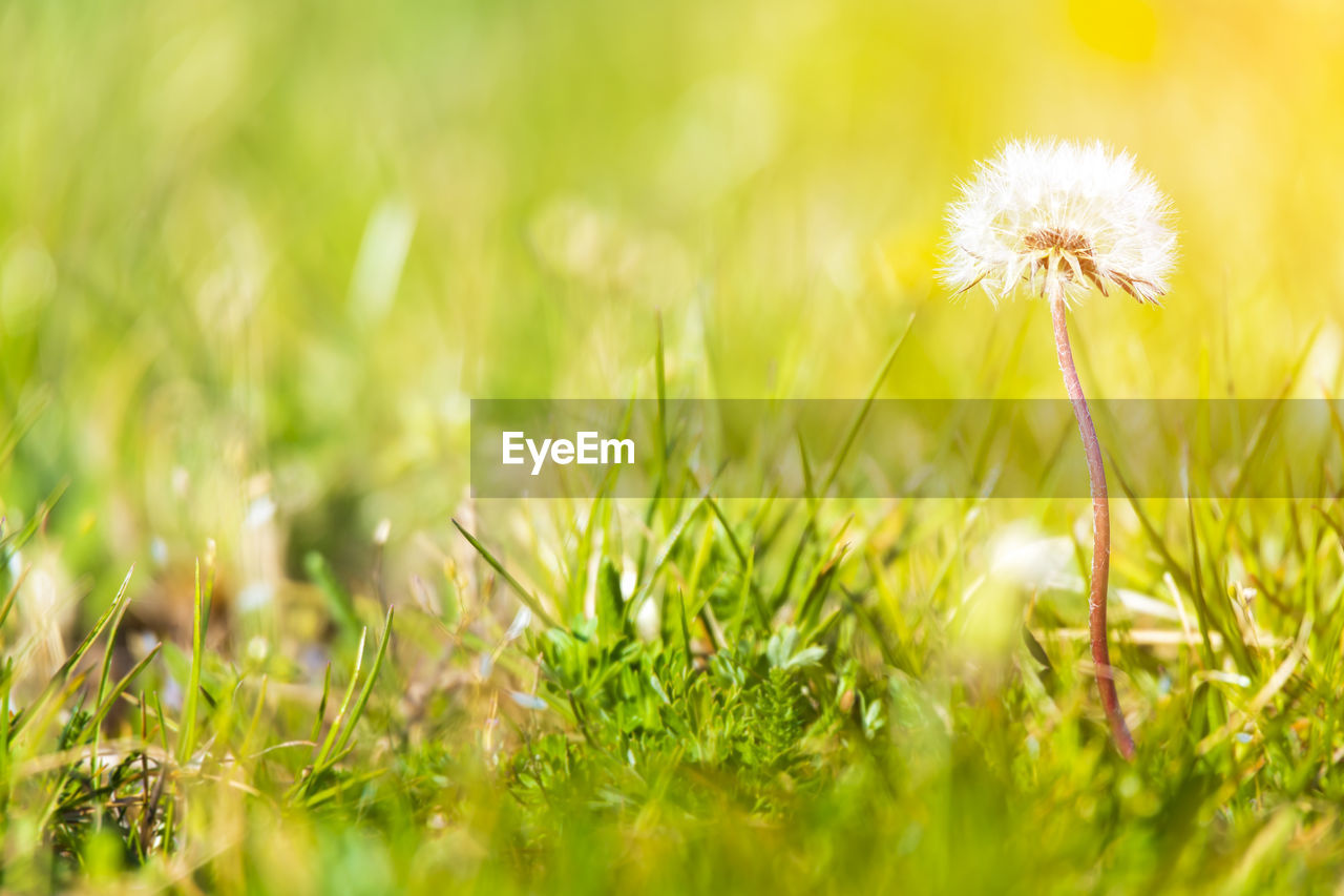 Close-up of dandelion on field