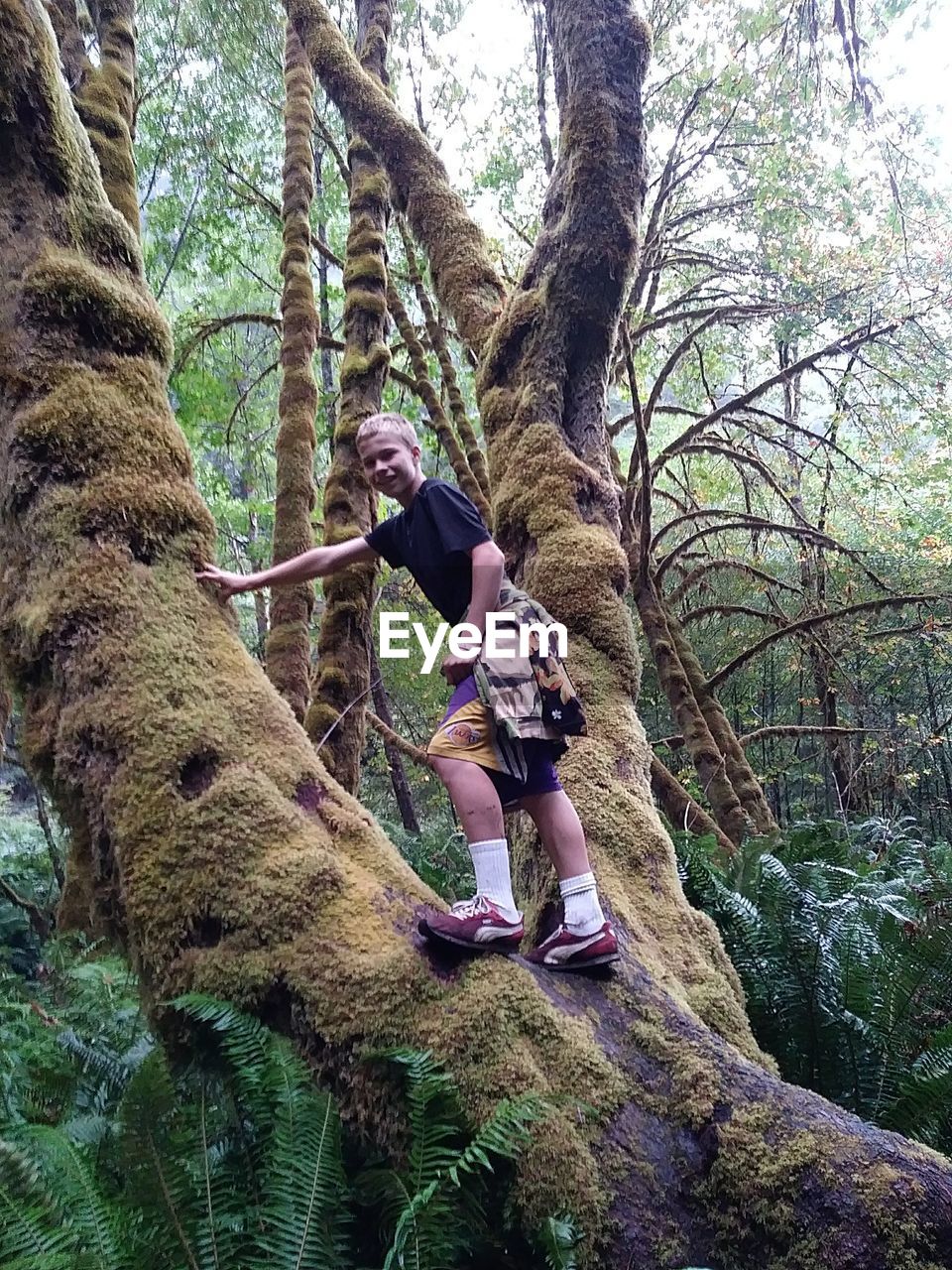 Low angle portrait of teenage boy climbing on tree in forest