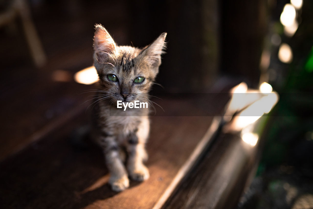 Portrait of kitten sitting on wooden table