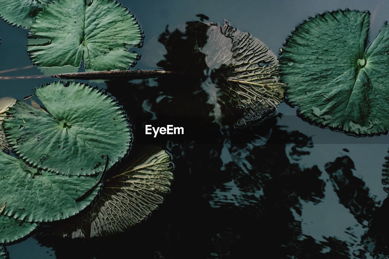 High angle view of leaves floating in lake